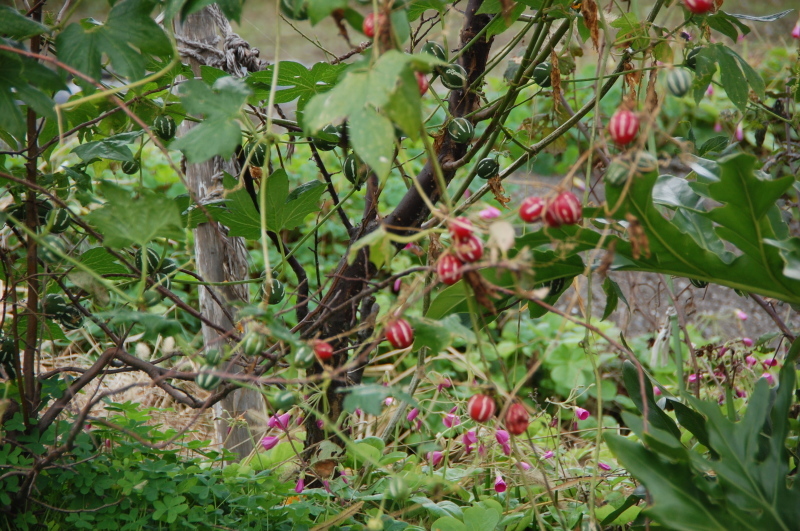 c0108460_17323906.jpg