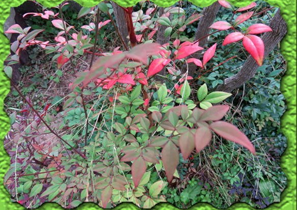 f0003174_14412442.jpg