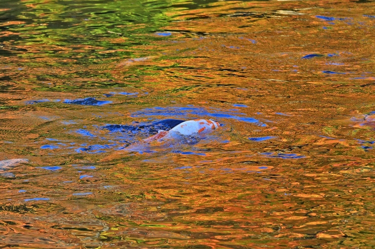 c0104227_1563420.jpg