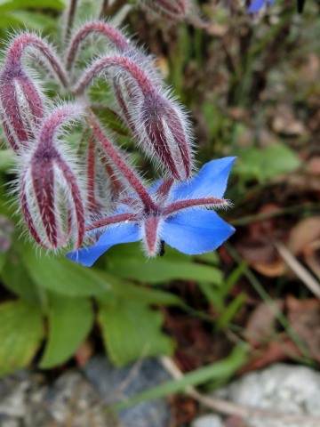 e0045768_2022156.jpg