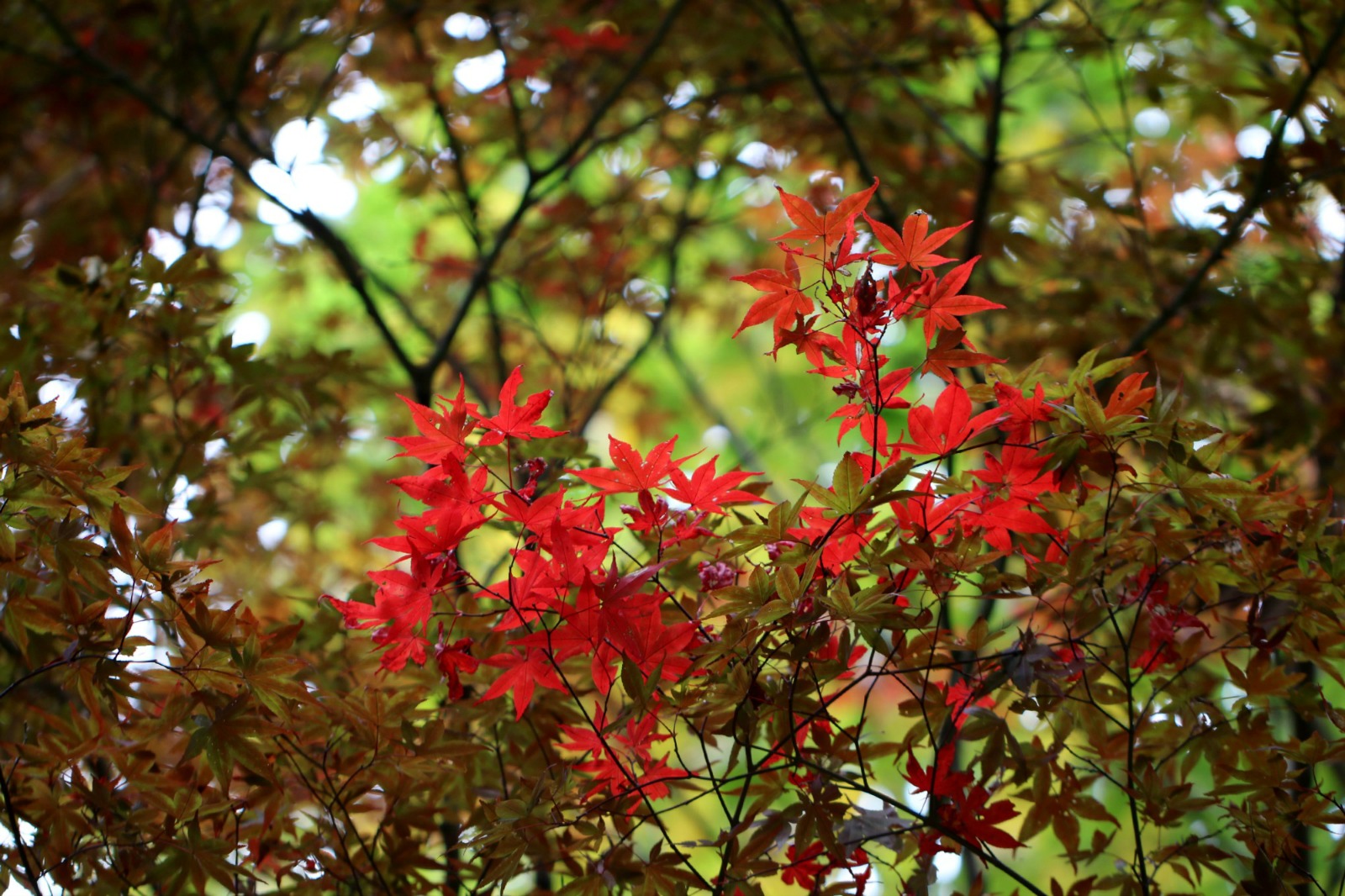a0127090_8581159.jpg