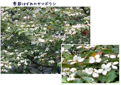 c0051105_10324997.jpg