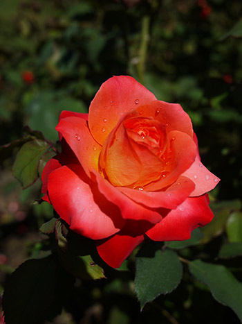 b0035734_15072349.jpg