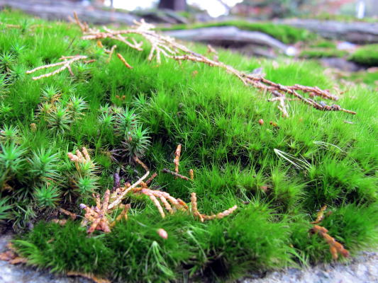 c0147952_2250687.jpg