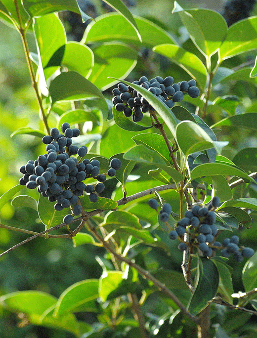 a0001354_23191565.gif