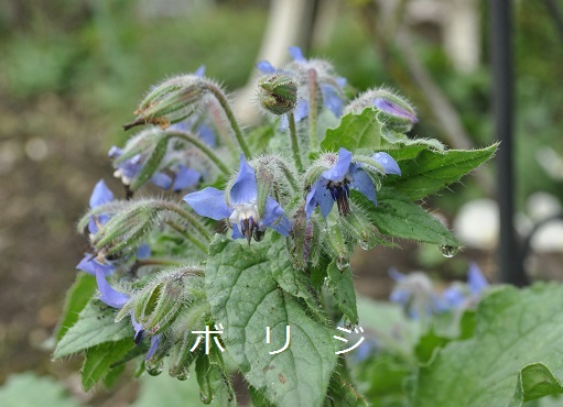 a0143388_12473912.jpg