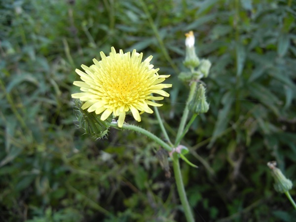 c0361298_21304649.jpg