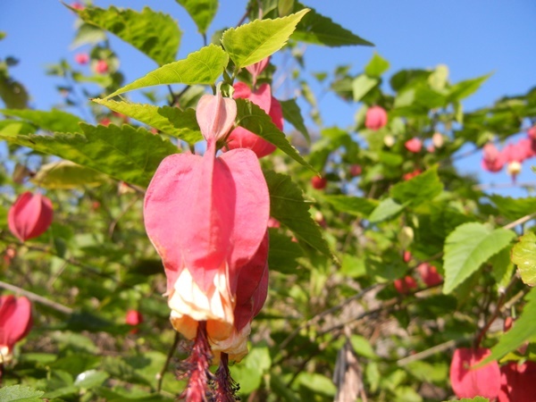 c0361298_21333756.jpg