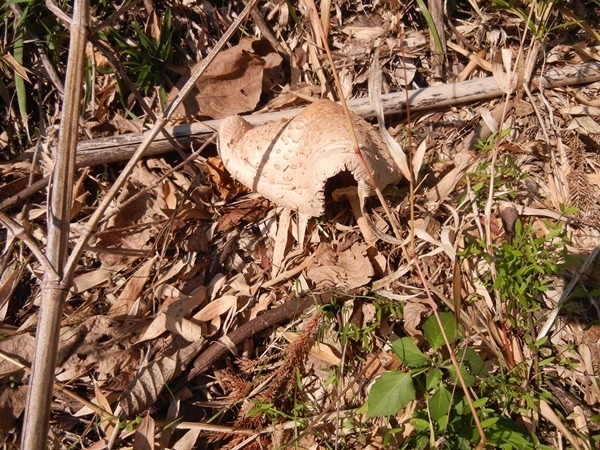 c0361298_21360548.jpg