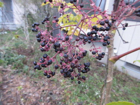 a0203003_1846167.jpg