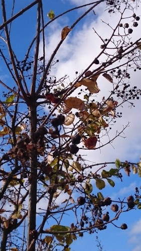 e0351303_11380817.jpg