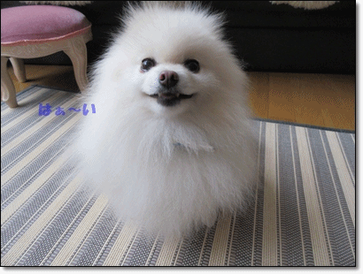 b0167519_2142333.gif