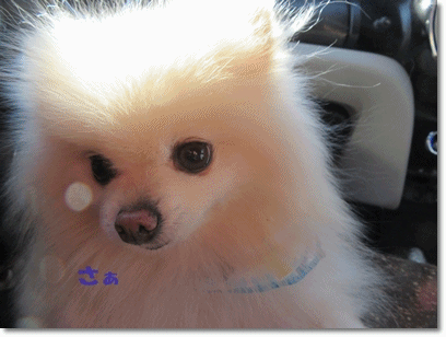 b0167519_21432115.gif