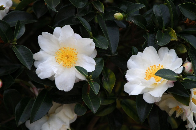 a0242438_20221531.jpg