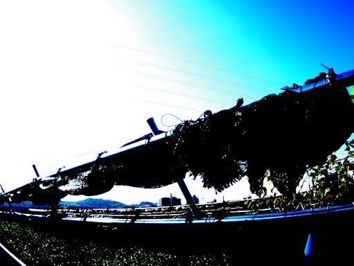 c0032138_2081042.jpg