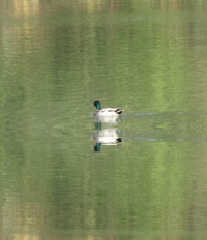 b0149071_16202753.gif