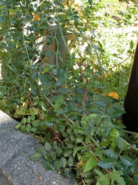 e0234004_20311397.jpg
