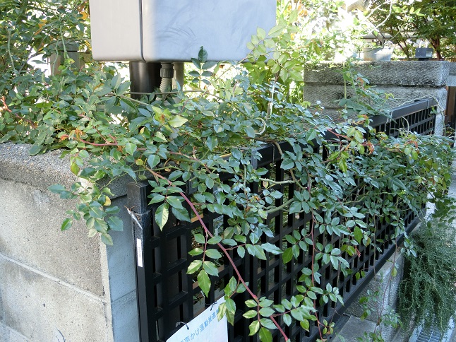 e0234004_20312161.jpg