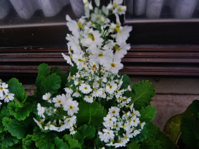 a0206332_1117155.jpg