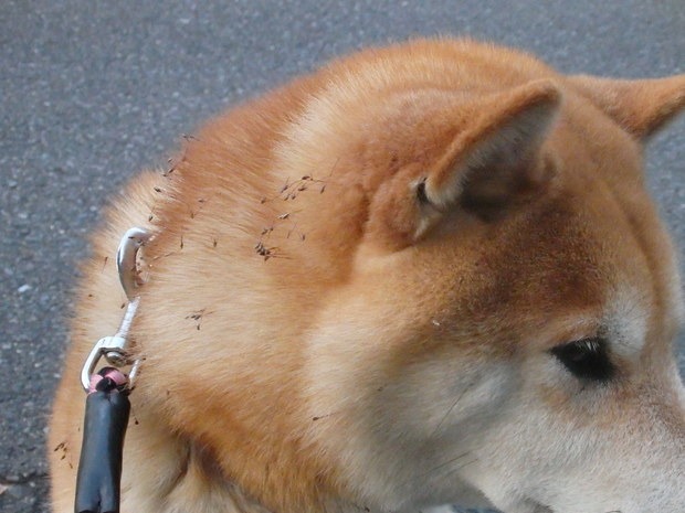 a0054240_2026157.jpg