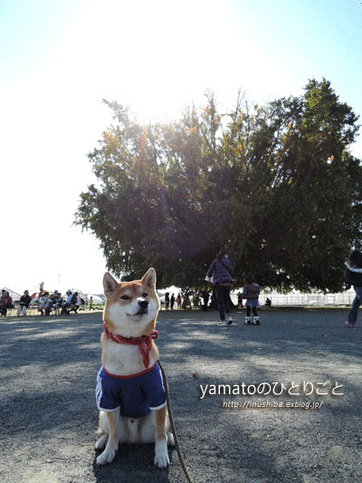 a0286855_622063.gif