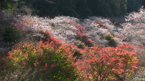 a0208066_15175520.jpg