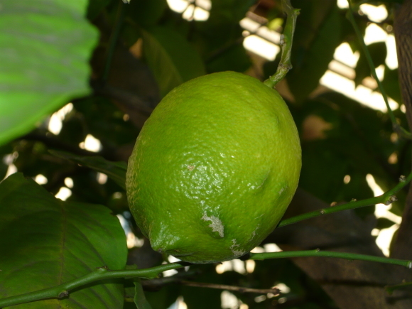 a0139007_09404444.jpg