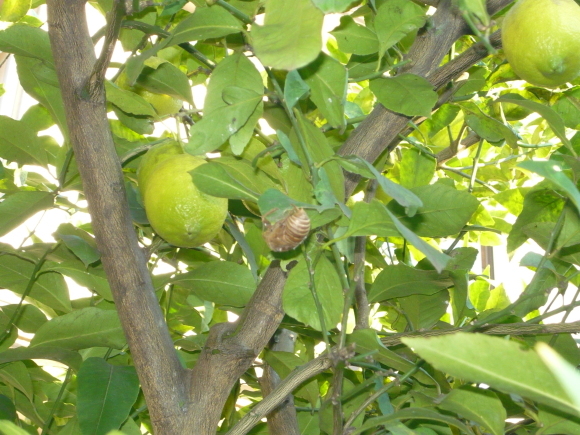 a0139007_09411955.jpg