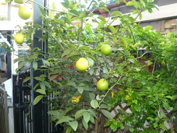 a0139007_09432736.jpg