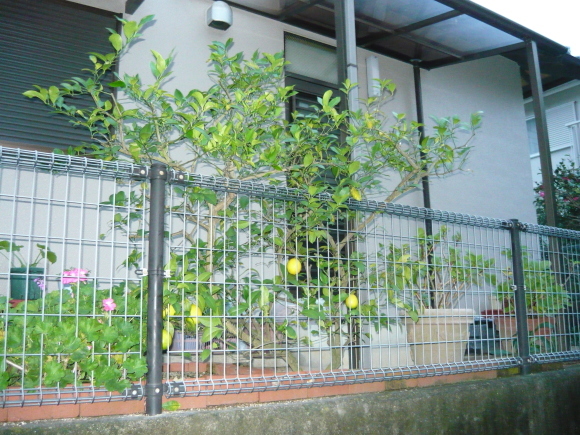 a0139007_09450729.jpg