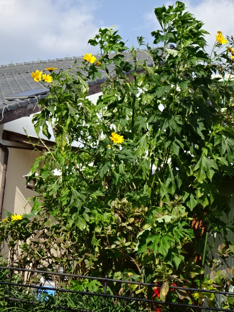 a0241761_14252651.jpg