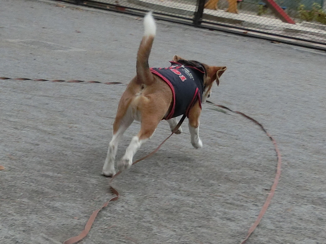 a0319693_837578.jpg
