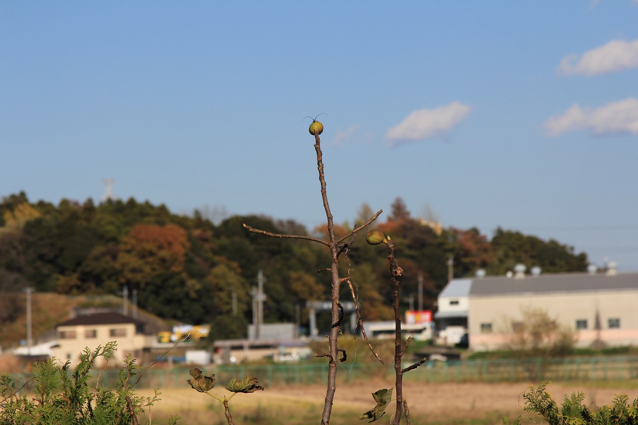 f0225627_20502326.jpg