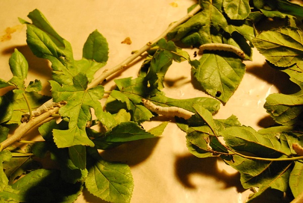 c0067529_10294351.jpg