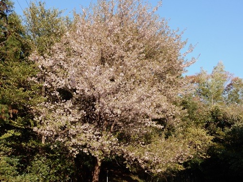 e0033229_1753137.jpg