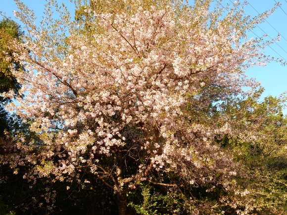 e0033229_1881489.jpg