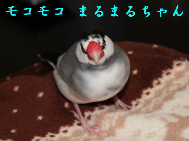 c0365734_22294991.jpg