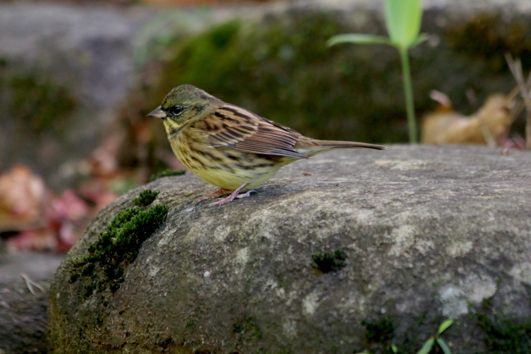 a0127090_2131047.jpg