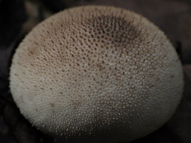 e0352220_15130245.jpg