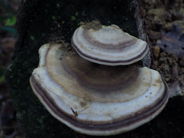 e0352220_15202566.jpg