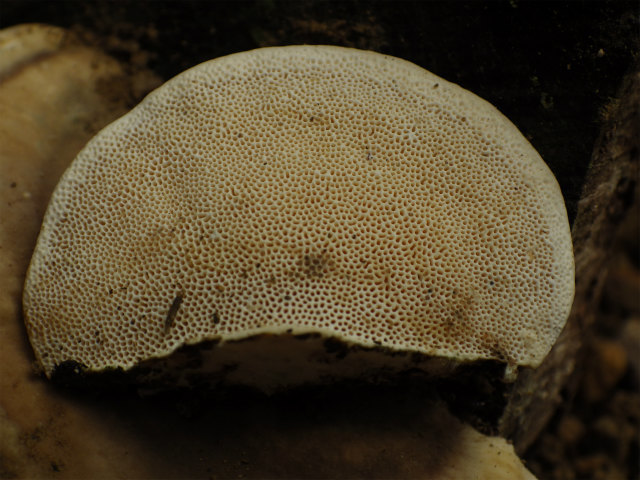 e0352220_15205571.jpg
