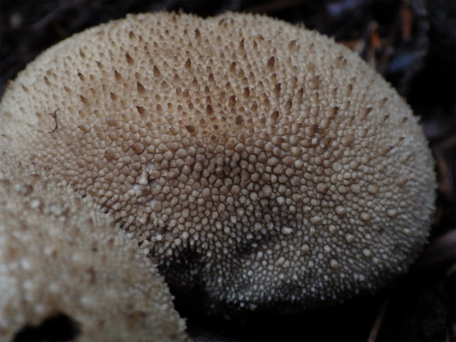 e0352220_15215616.jpg