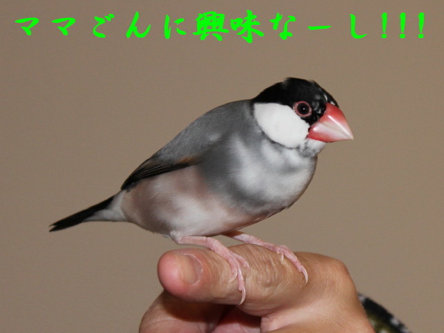 c0365734_22531101.jpg