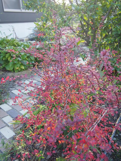 b0246758_19535443.jpg