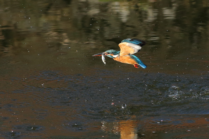 d0350160_15555579.jpg