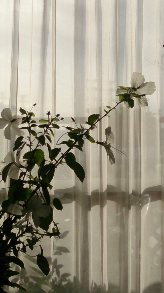 a0339467_08310127.jpg