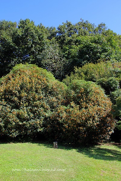 e0351168_17260324.jpg