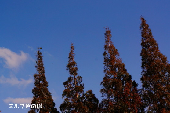 c0368870_19314588.jpg