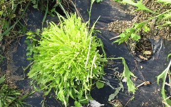 f0003283_15464519.jpg