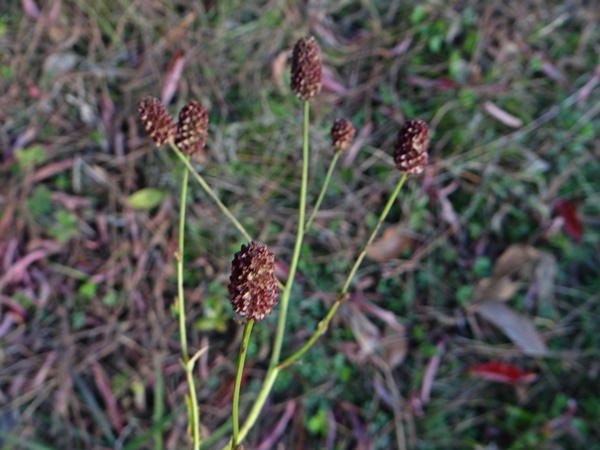 d0037233_13555669.jpg